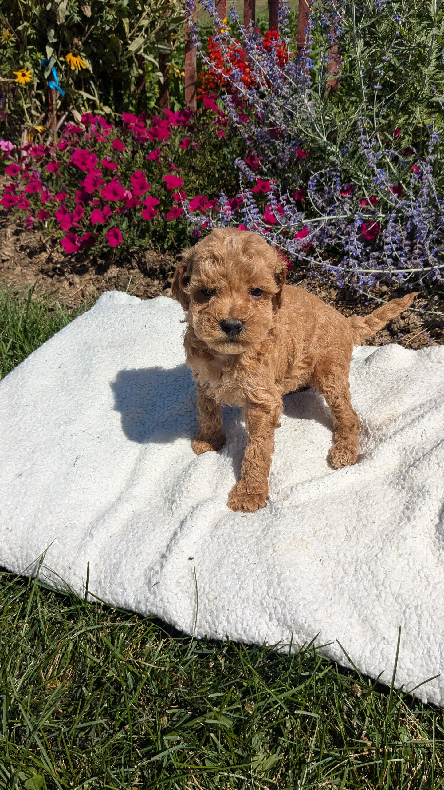 CAVAPOO (08/02) FEMALE