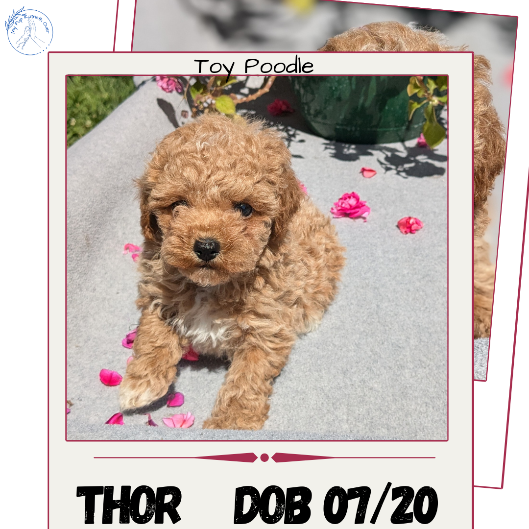 TOY POODLE (07/20) MALE