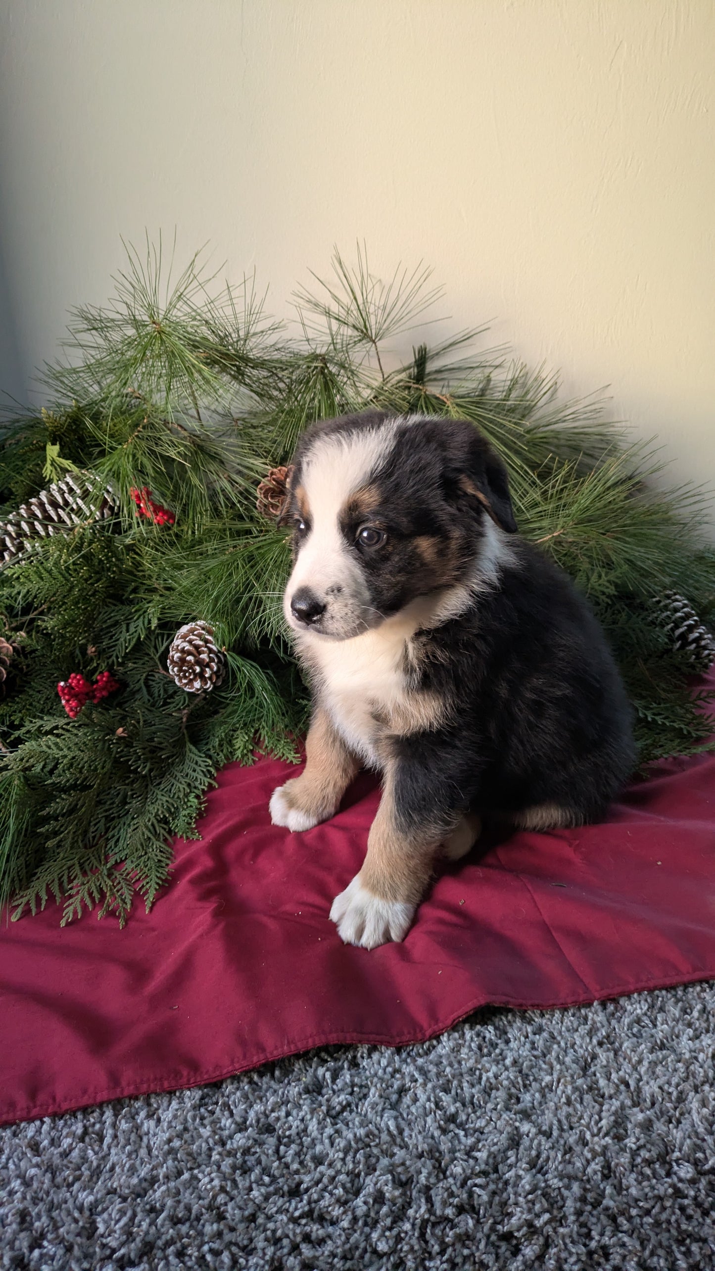 GOLDEN BERNESE (10/28) MALE