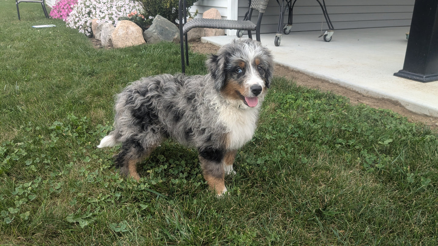 MINI BERNEDOODLE (07/04) MALE