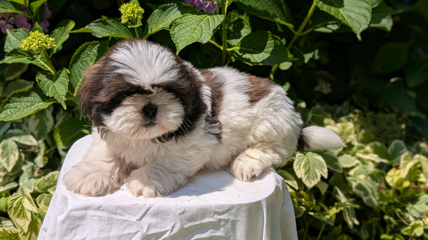 SHIH TZU (05/17) MALE