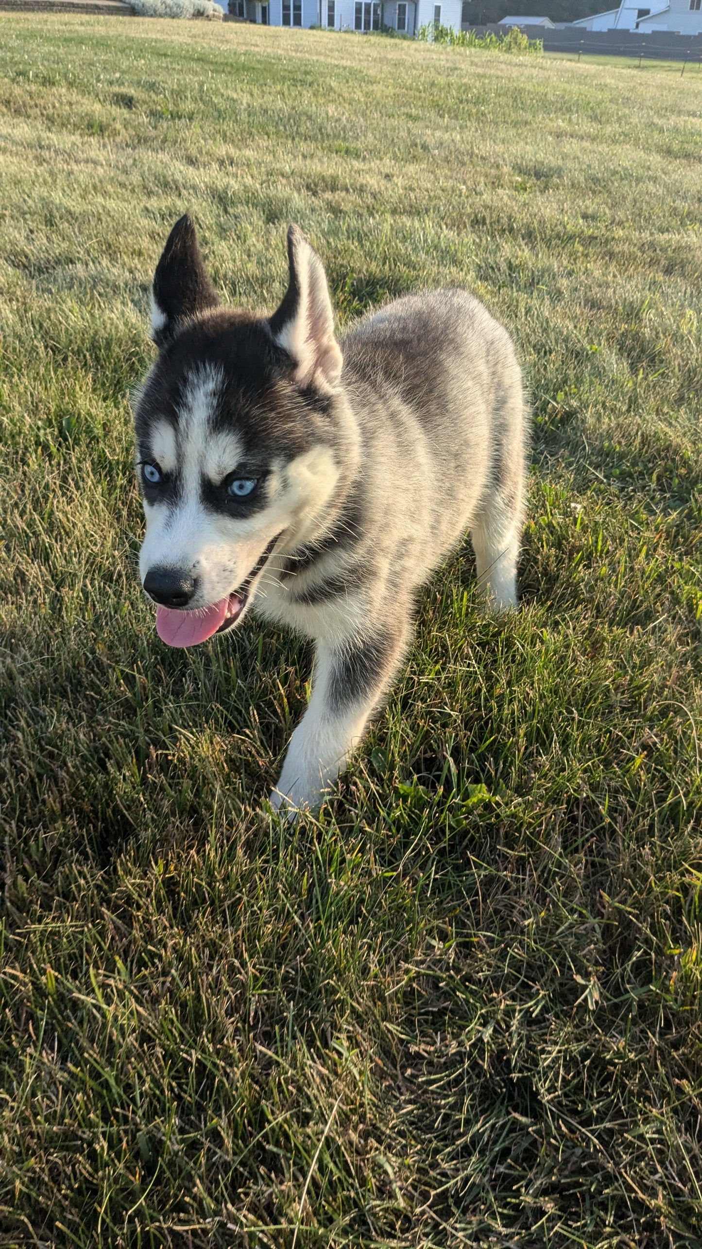 SIBERIAN HUSKY (06/22) MALE