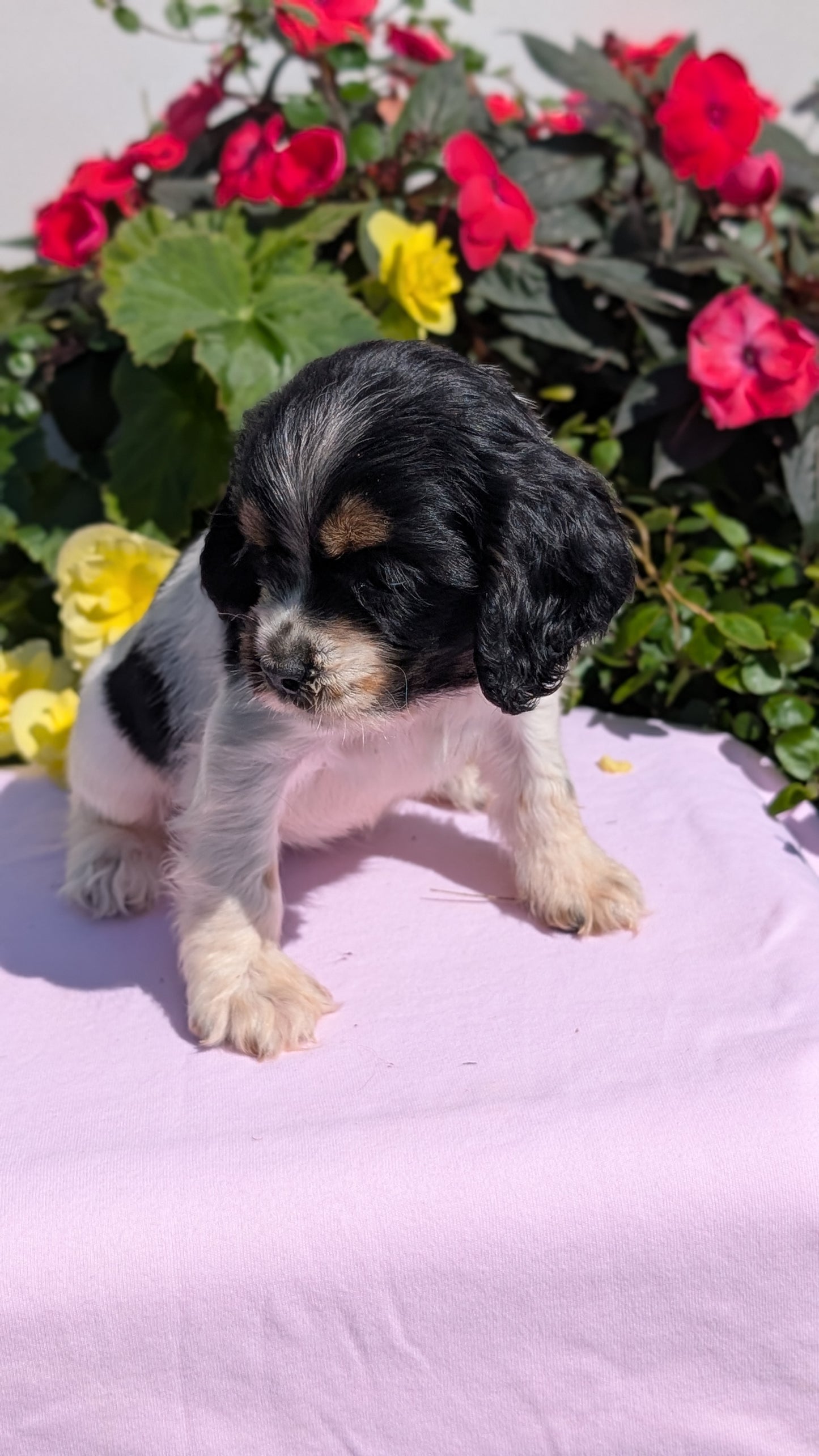 COCKER SPANIEL (07/16) FEMALE