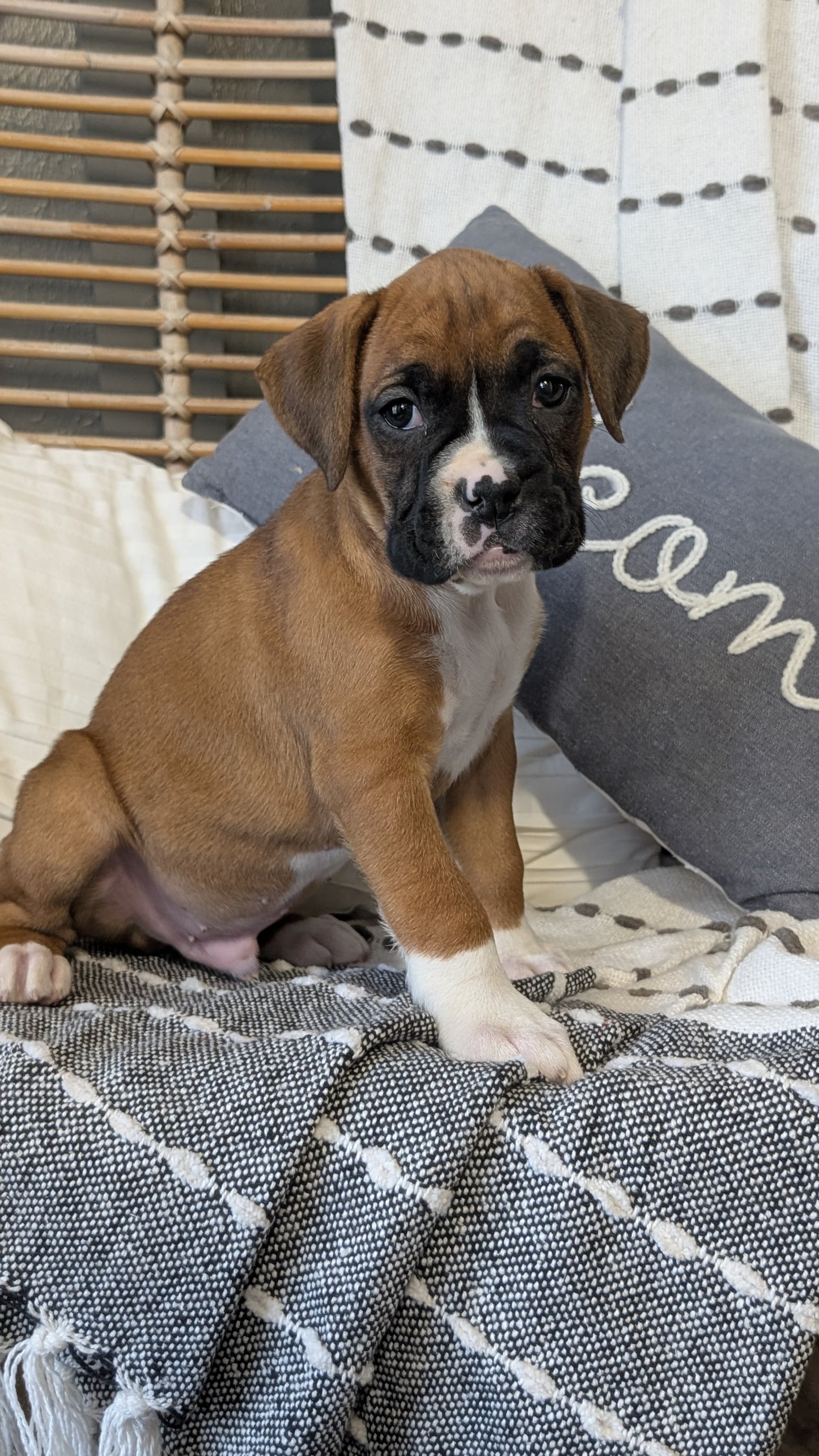 BOXER (OCT 12) MALES