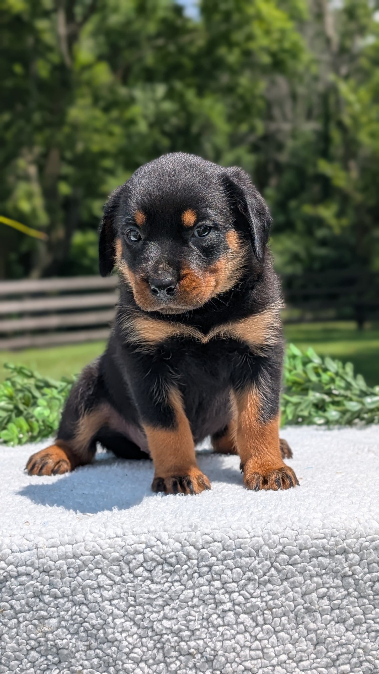 ROTTWEILER (05/28) FEMALE