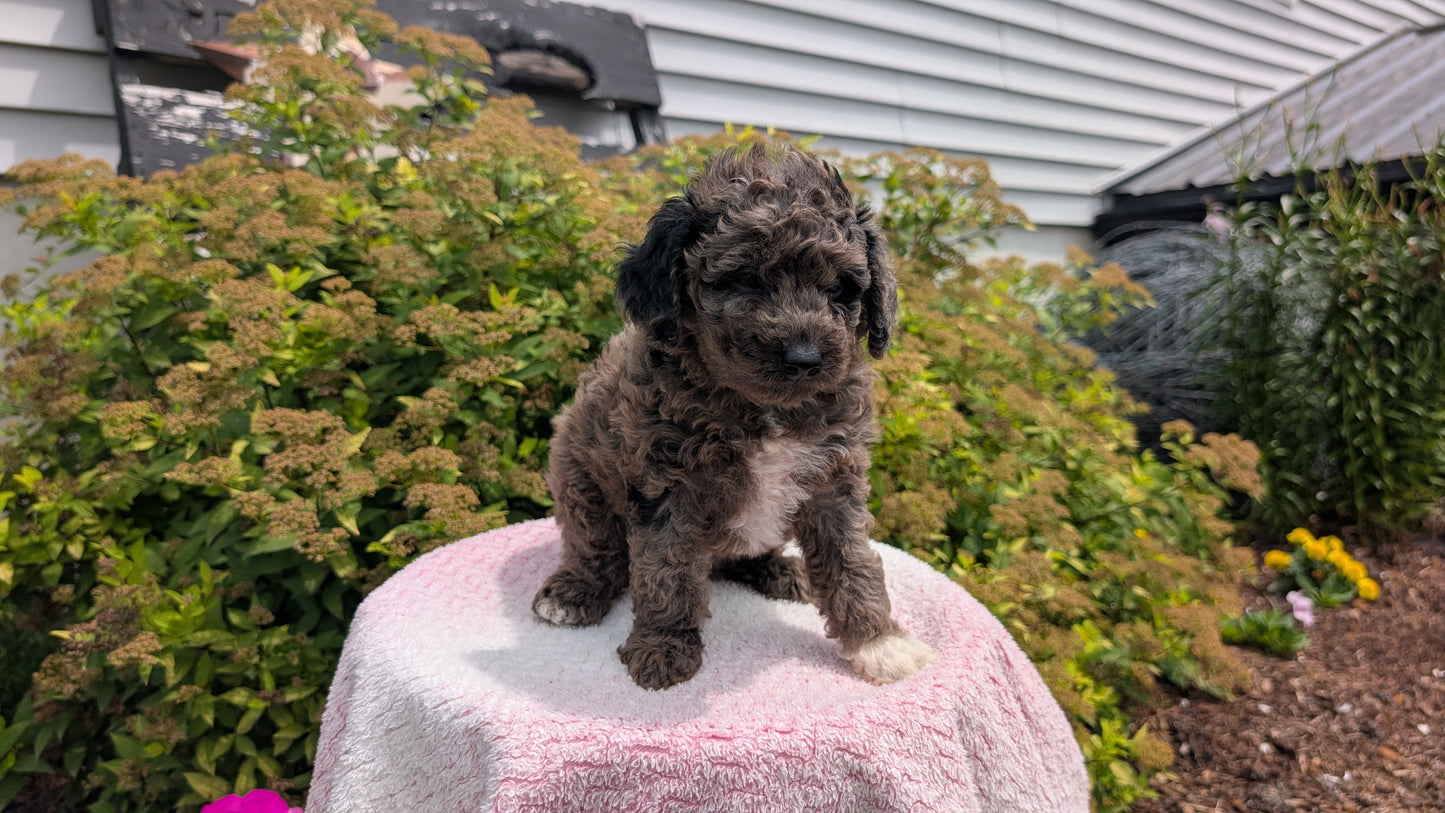 MINI POODLE (06/07) MALE