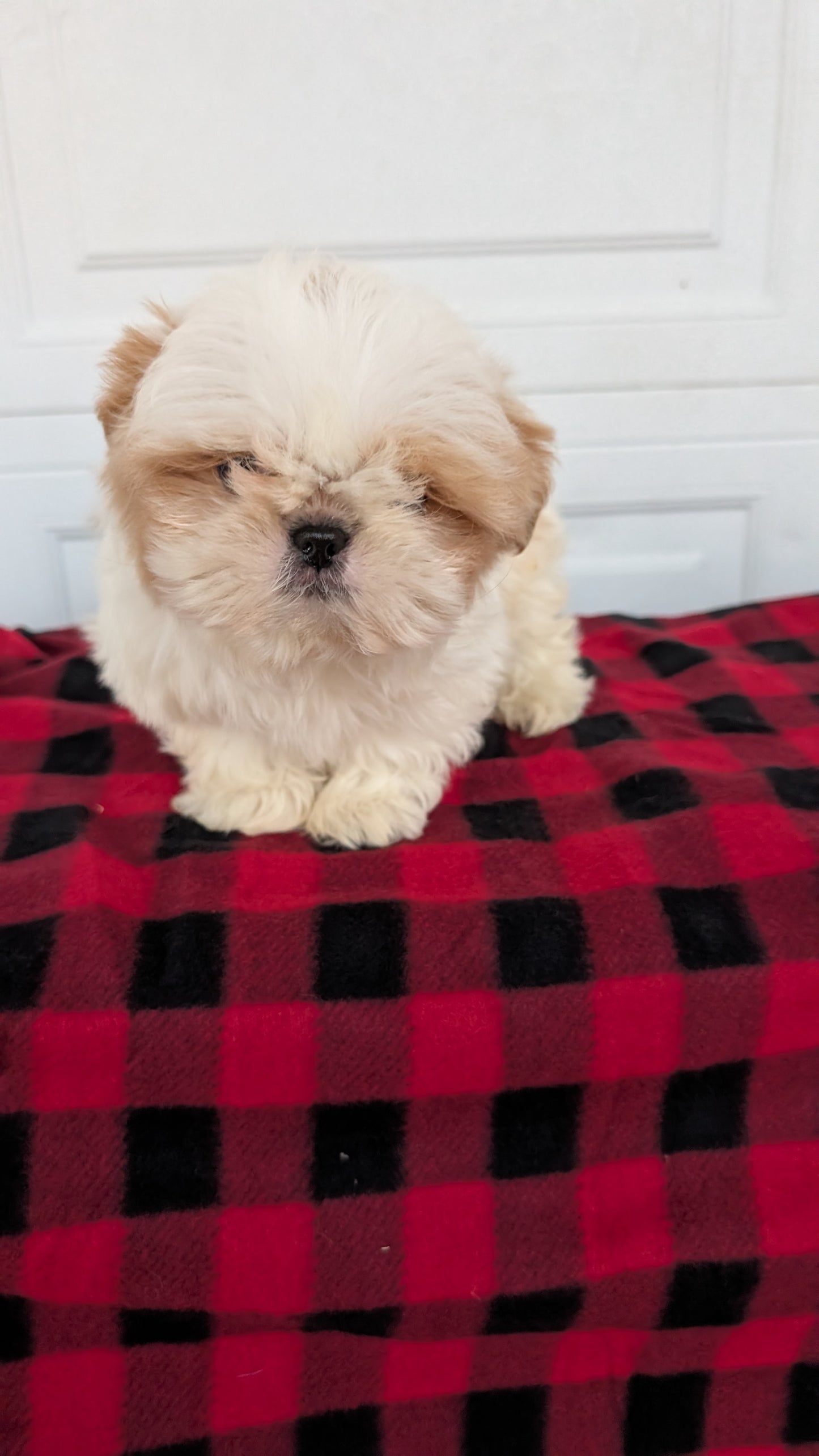 SHIH TZU (OCT 28) MALES