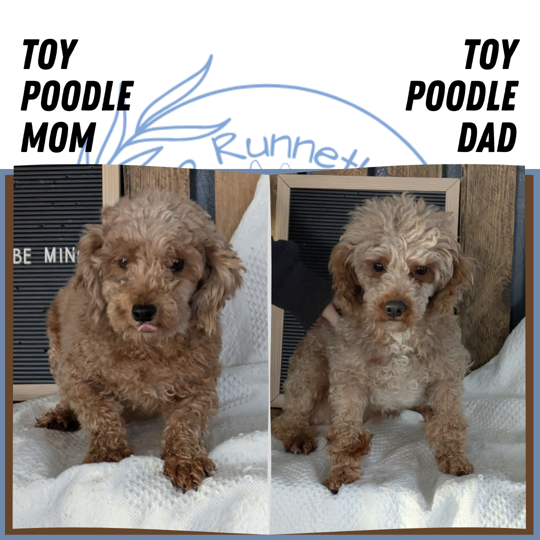 TOY POODLE (12/20) FEMALE