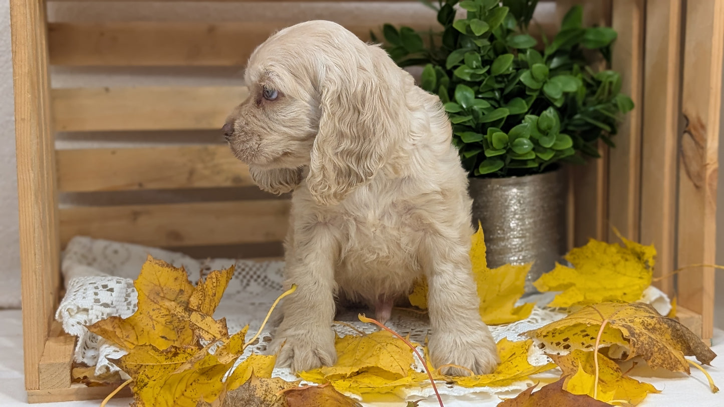 COCKER SPANIEL (09/20) MALE