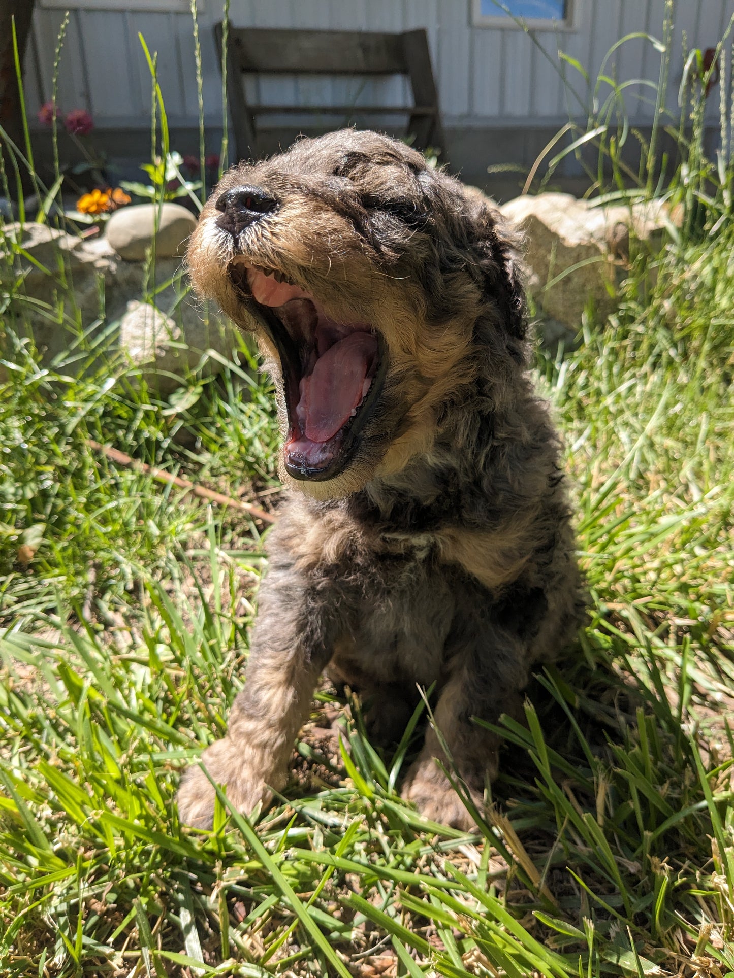 MINI POODLE (04/27) MALE