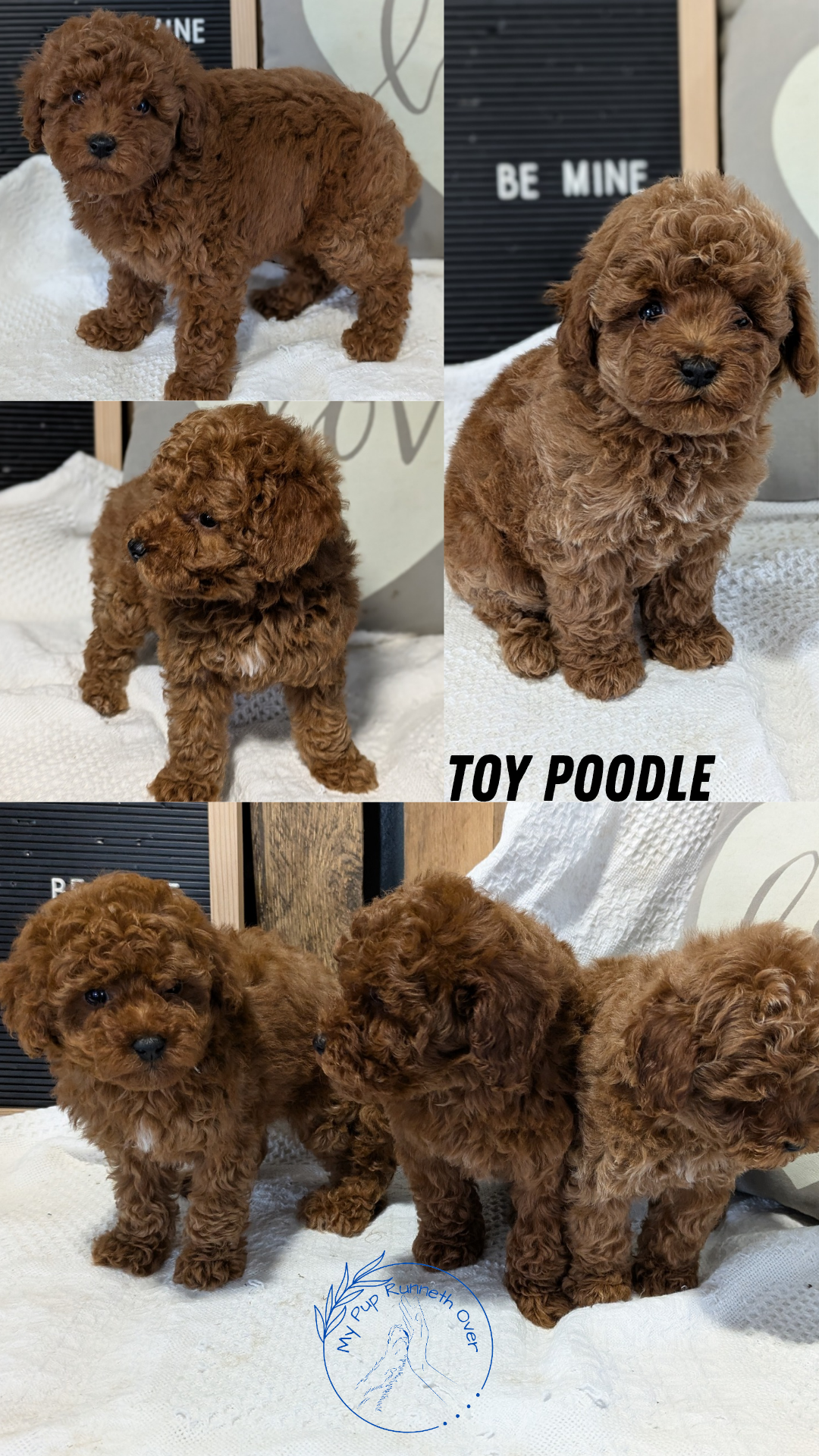 TOY POODLE (12/20) FEMALE