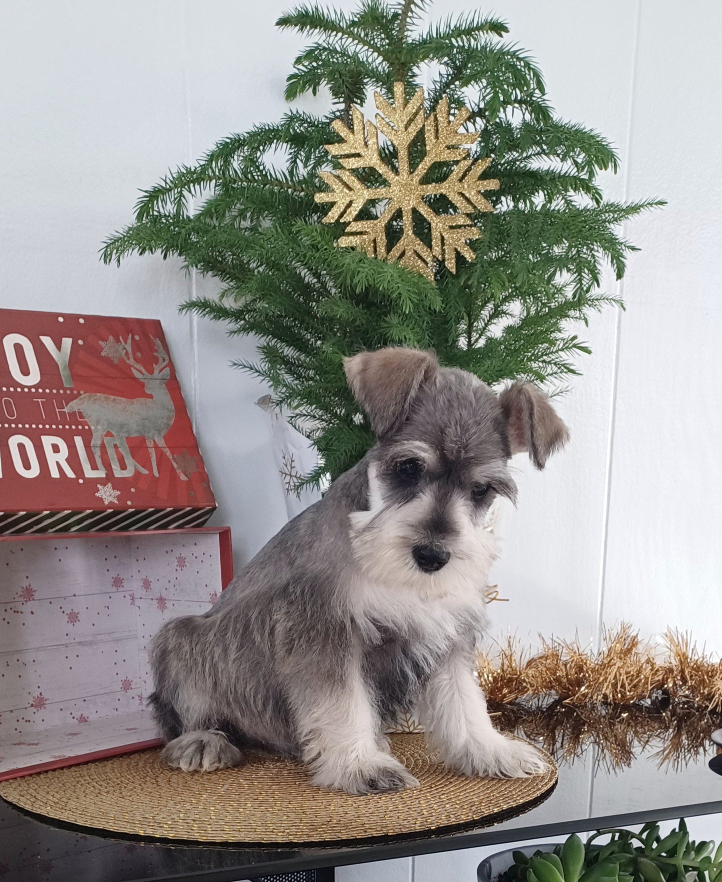MINI SCHNAUZER (10/03) MALE