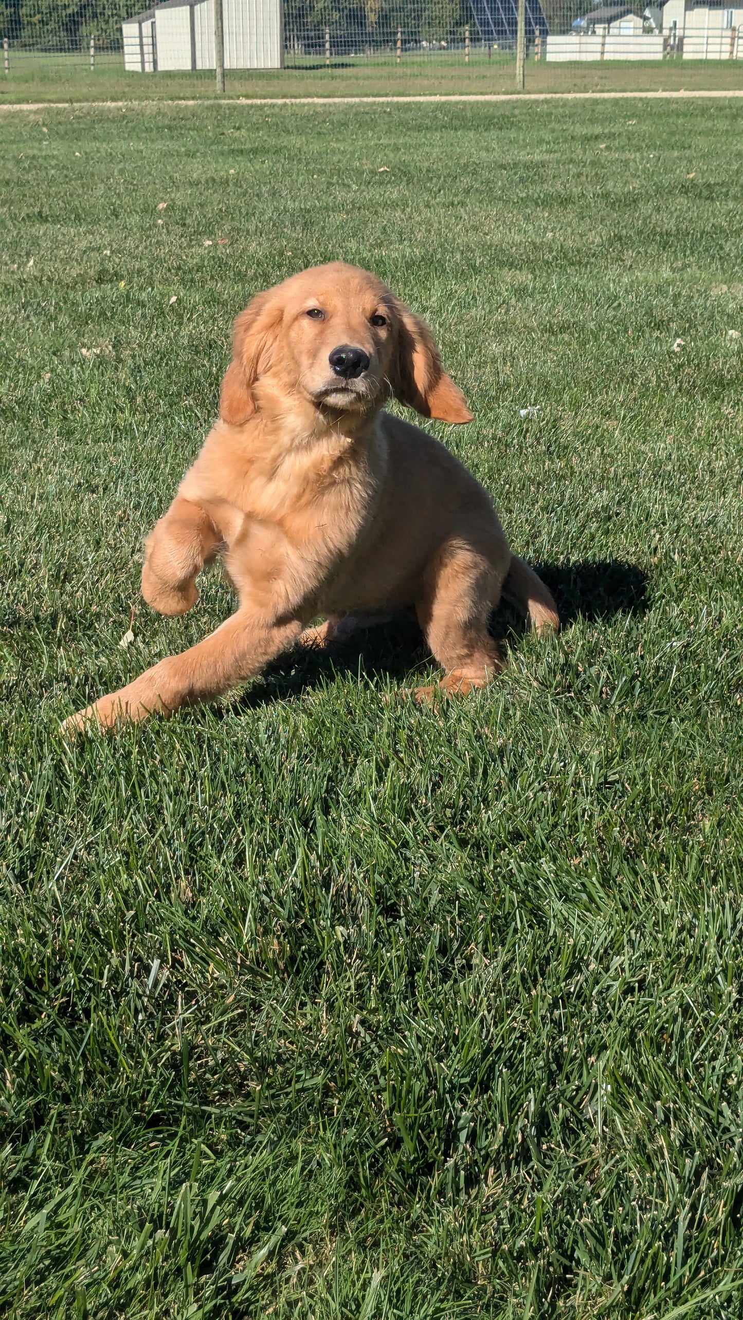 GOLDEN RETRIEVER (06/24) MALE