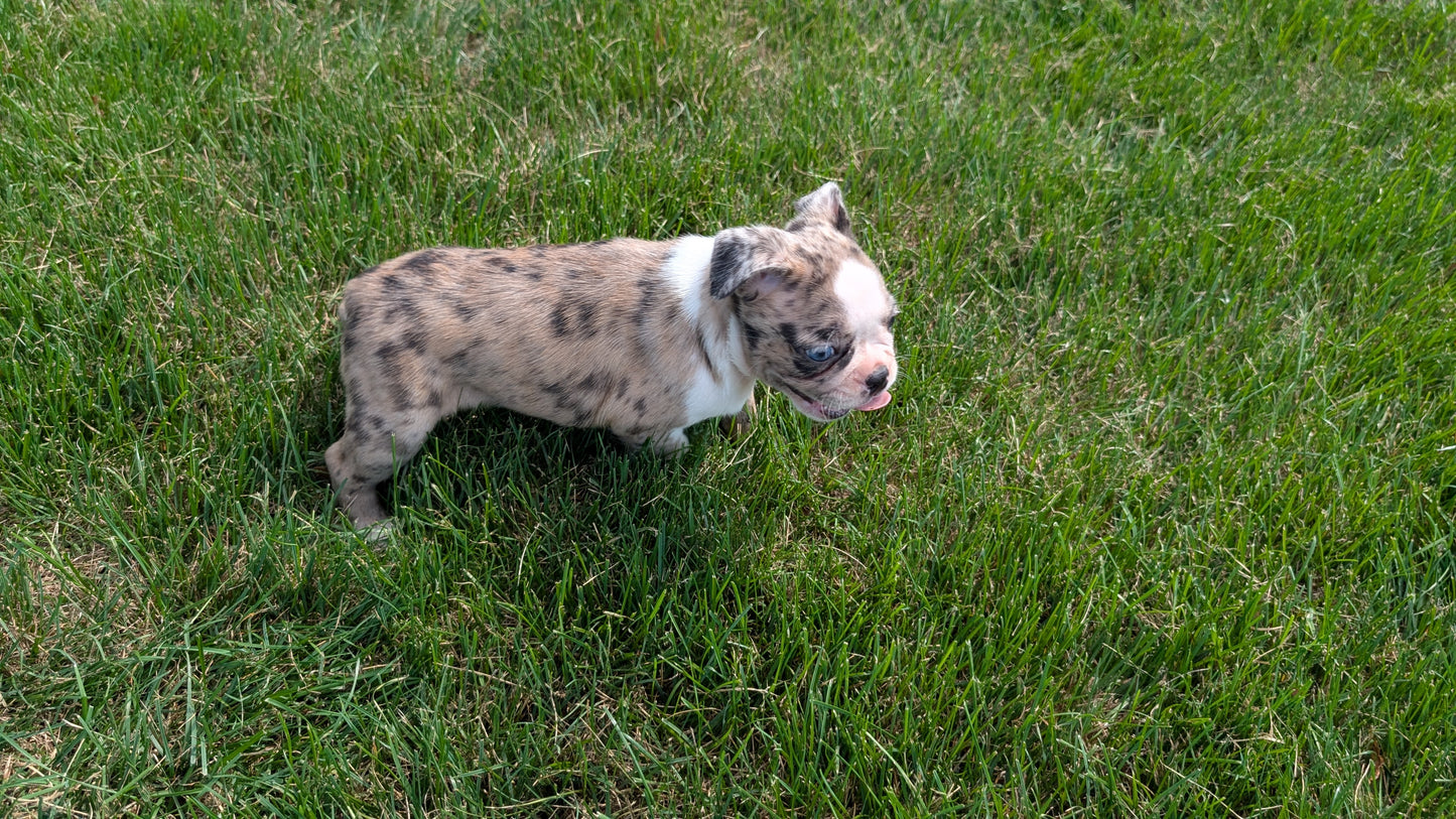 FRENCHTON (06/25) FEMALE