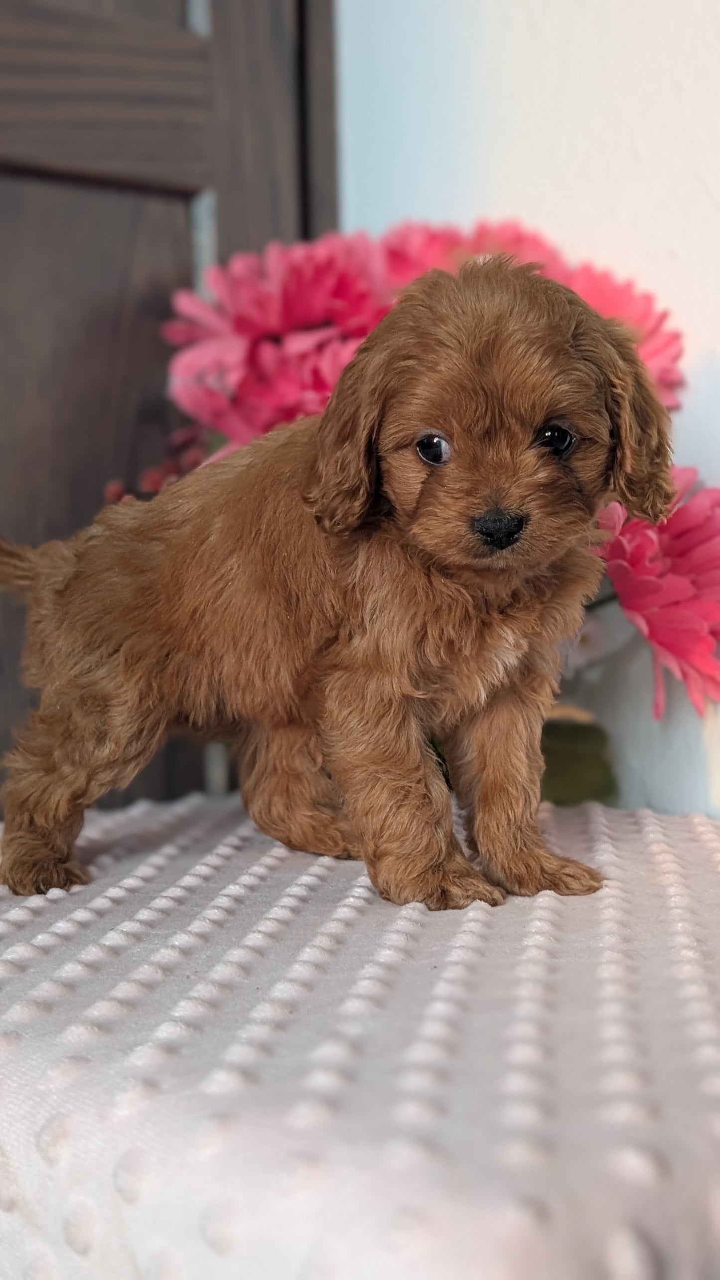 CAVAPOO (DEC 26) FEMALES