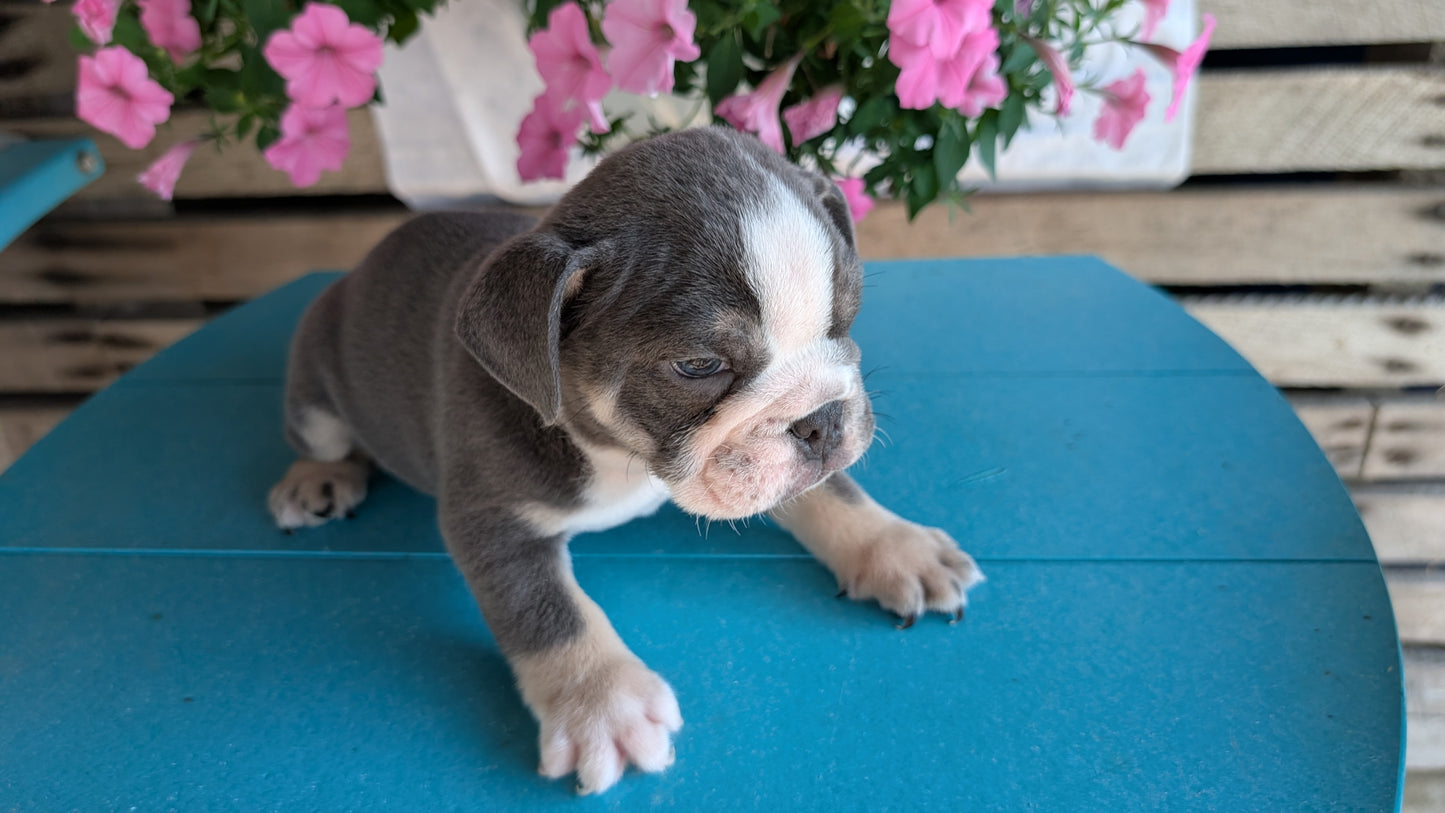 ENGLISH BULLDOG (06/30) MALE