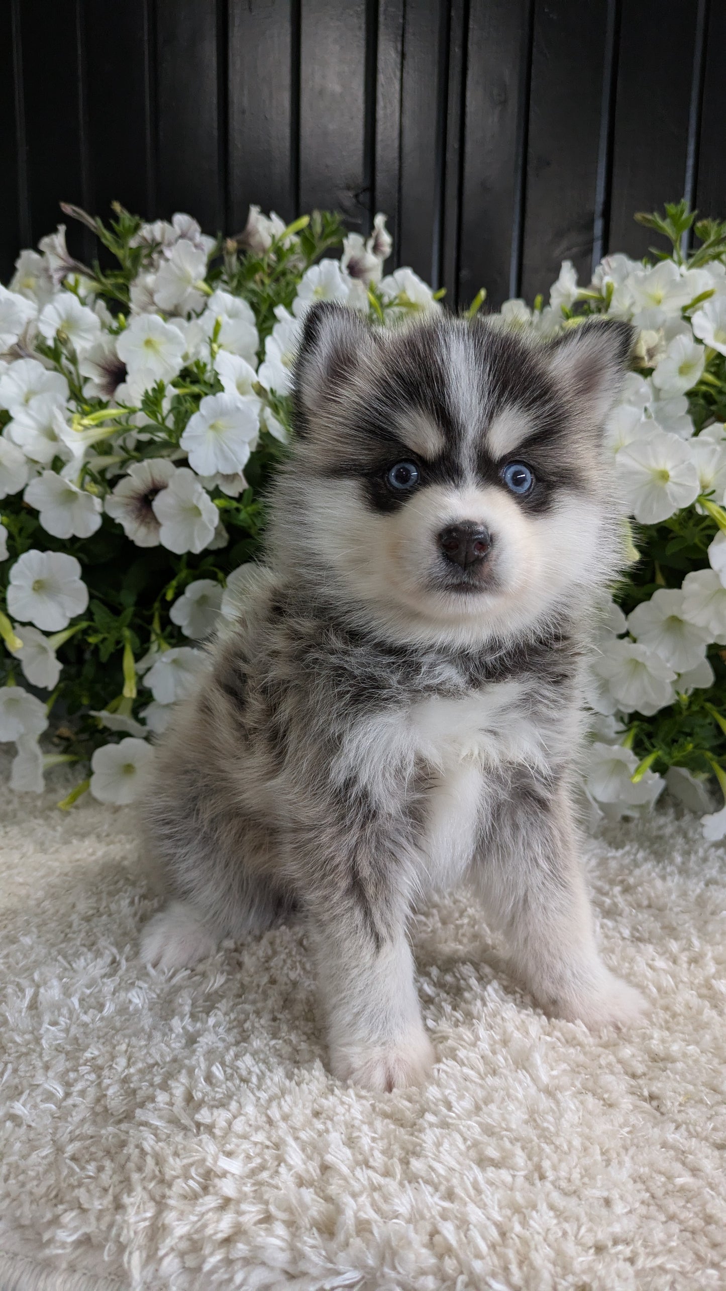 POMSKY (04/01) MALE