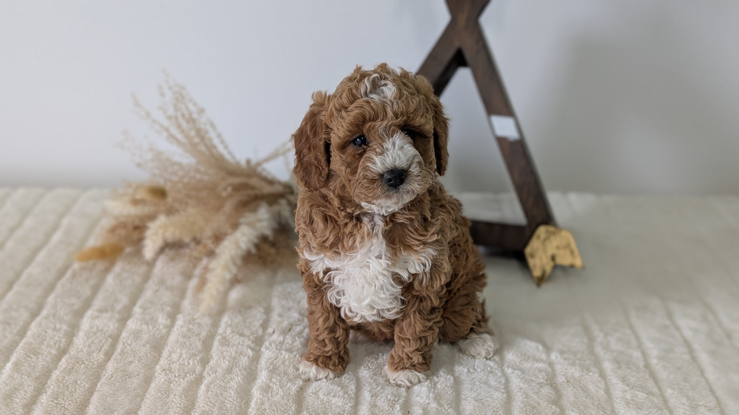 MINI GOLDENDOODLE (03/28) FEMALE