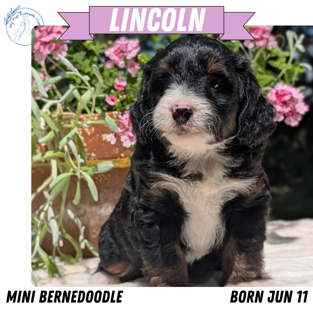 MINI BERNEDOODLE (06/11) MALE