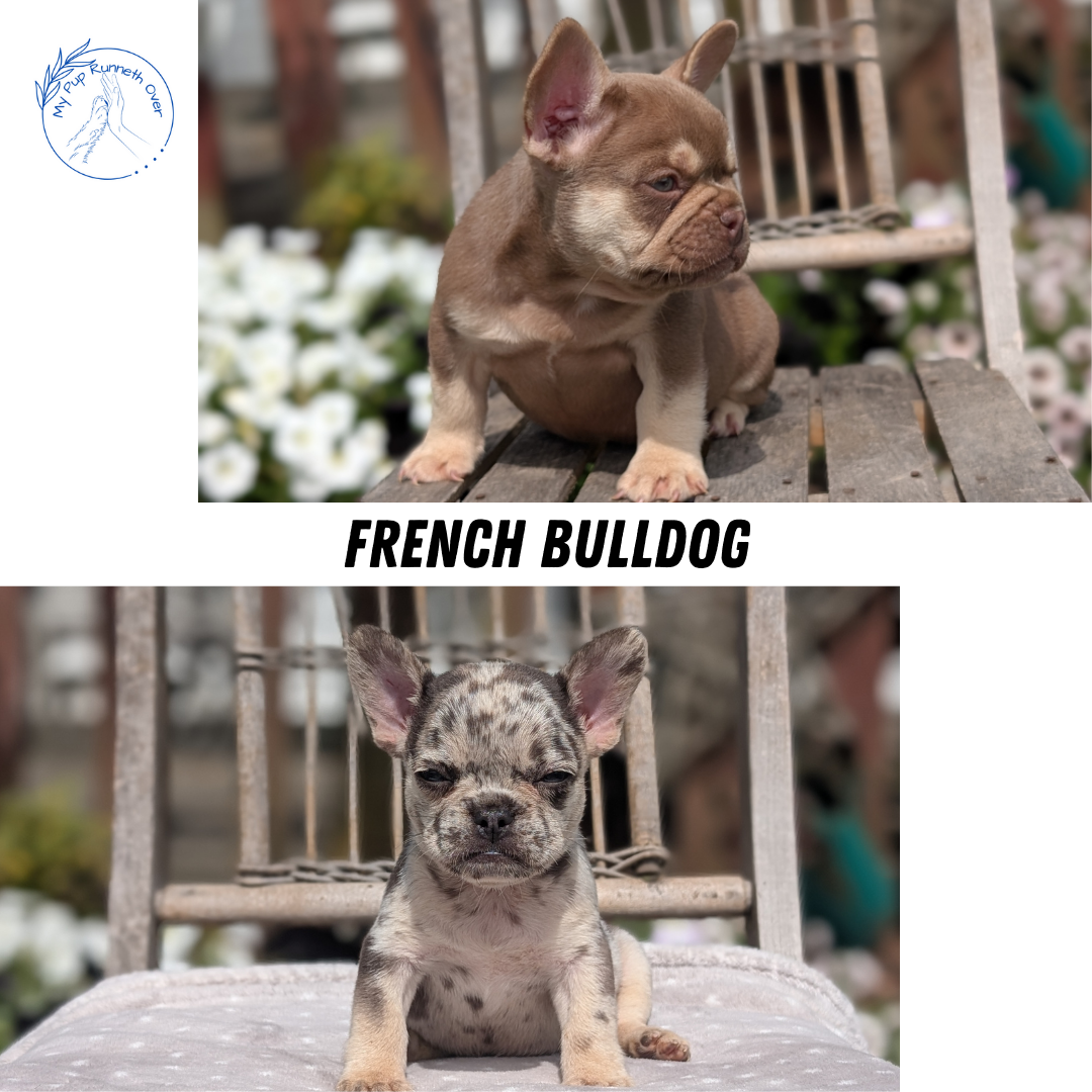 FRENCH BULLDOG (07/11) FEMALE