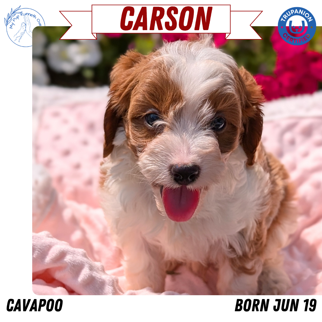 CAVAPOO (06/19) MALE