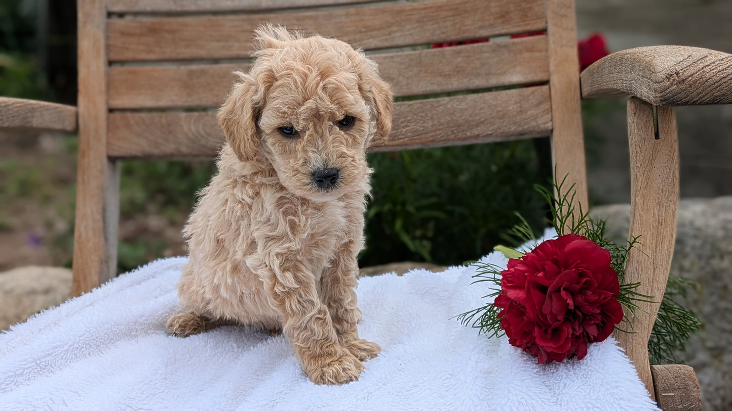 MINI POODLE (03/30) MALE