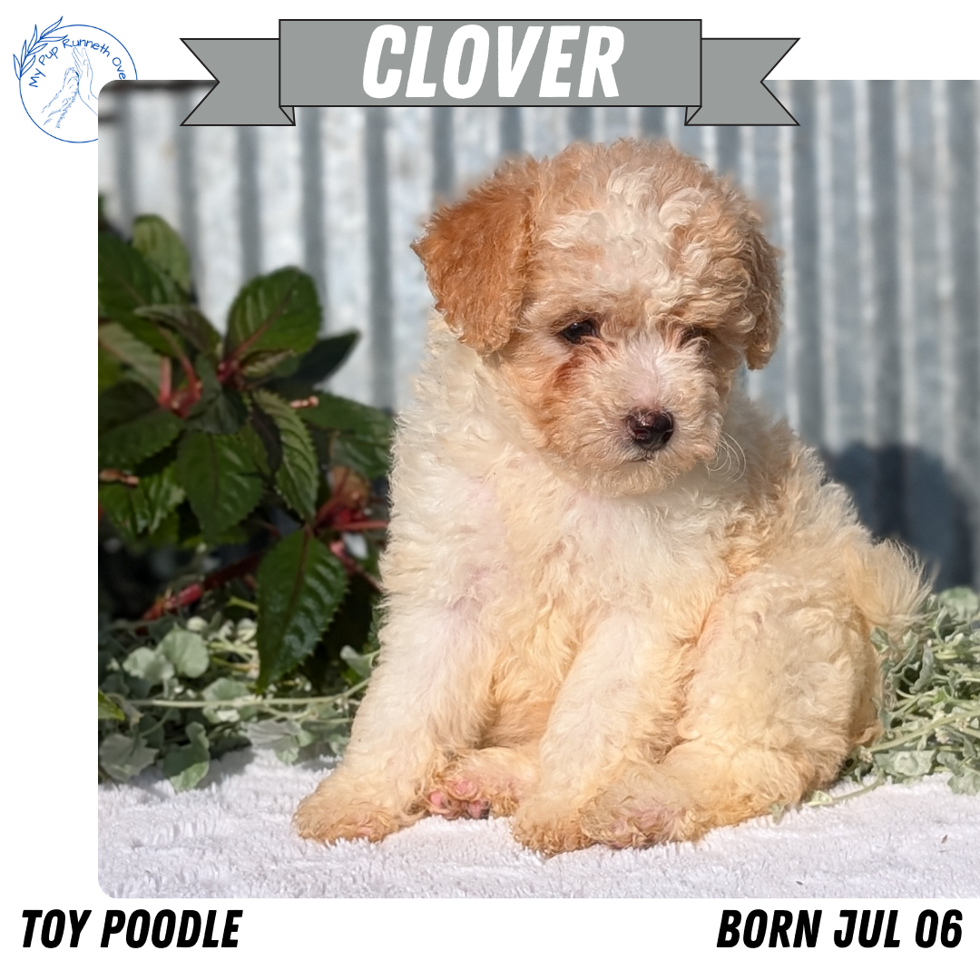 TOY POODLE (07/06) FEMALE