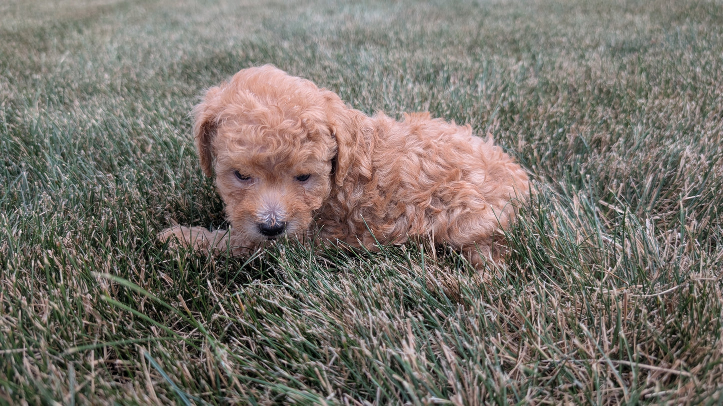 TOY POODLE (05/31) MALE