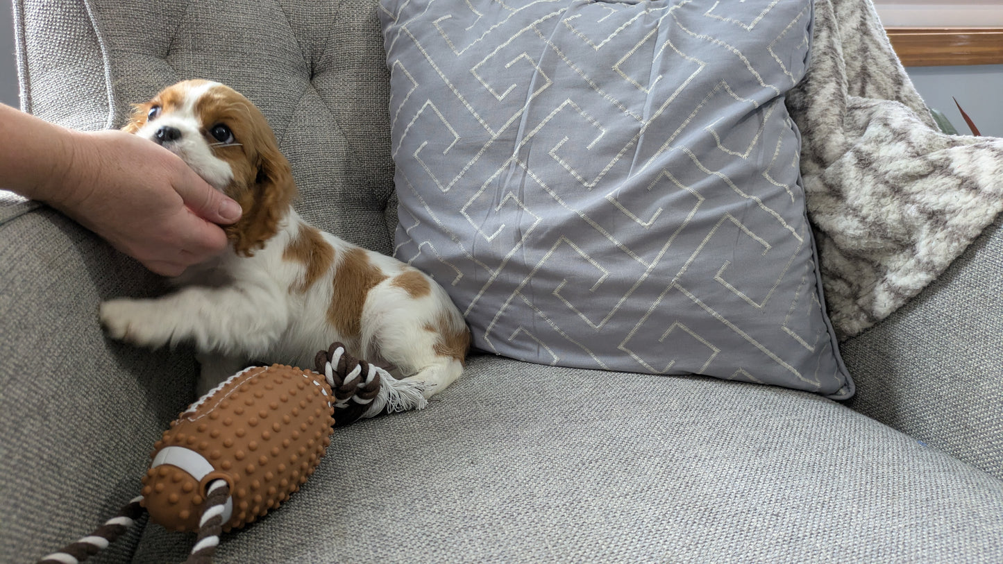 CAVALIER (12/26) MALE