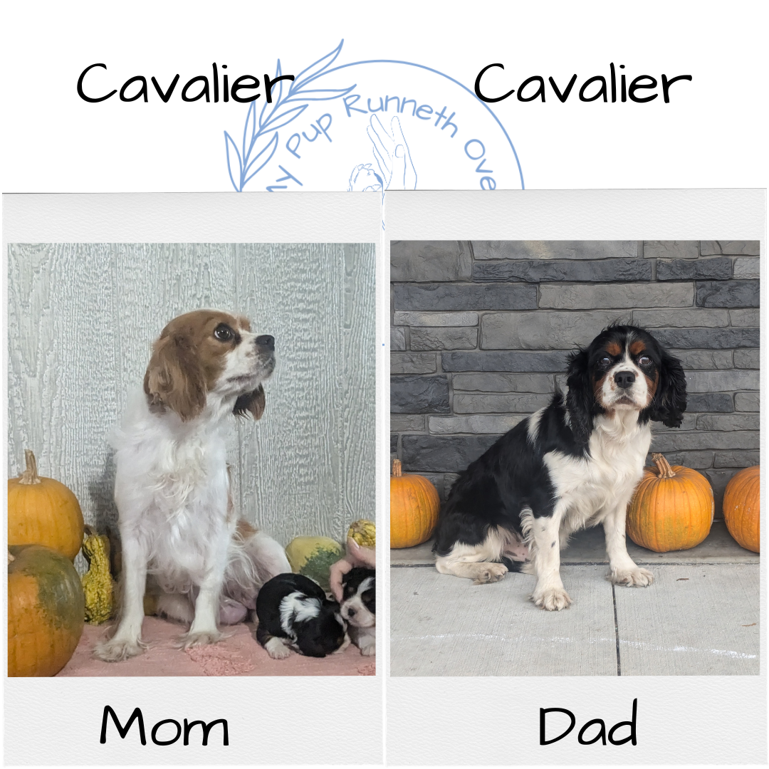 CAVALIER (09/11) FEMALE