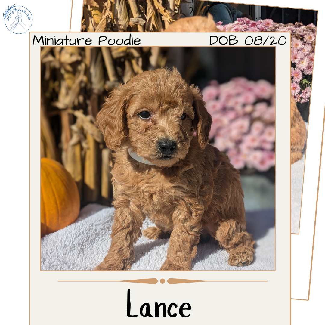 MINI POODLE (08/20) MALE