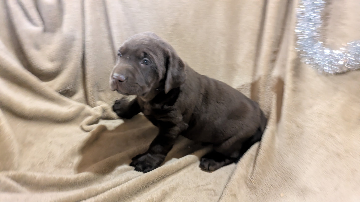 LABRADOR RETRIEVER (10/17) MALE