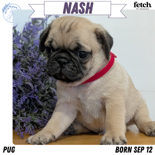 PUG (SEP 12) 4 MALES/1 FEMALE