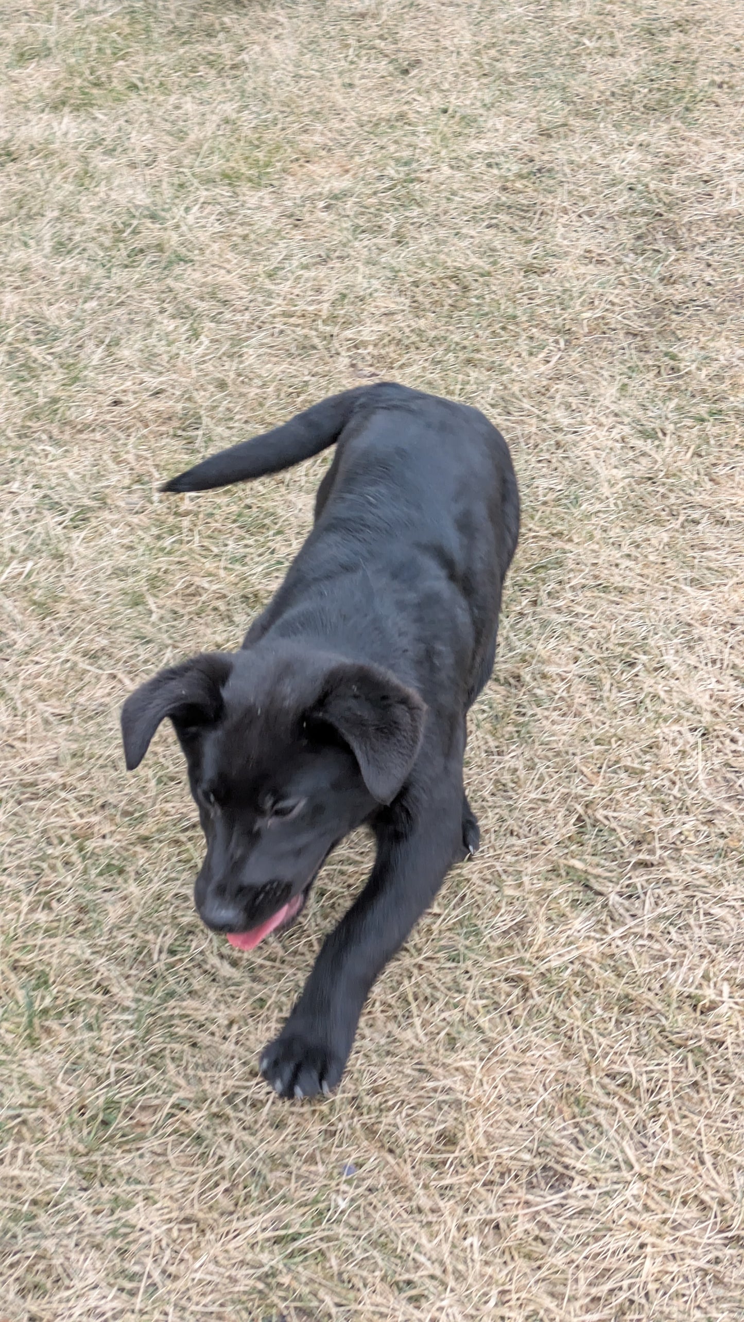 LABRADOR X TERRIER (11/08) FEMALE