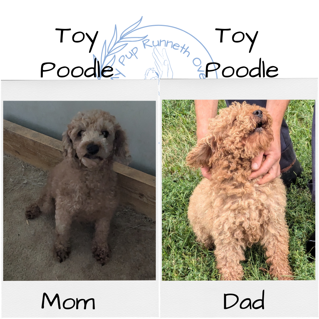 TOY POODLE (08/24) MALE