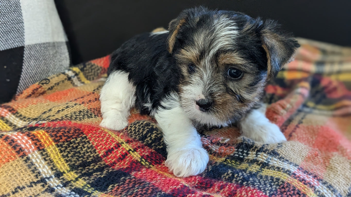 YORKSHIRE TERRIER (09/28) FEMALE