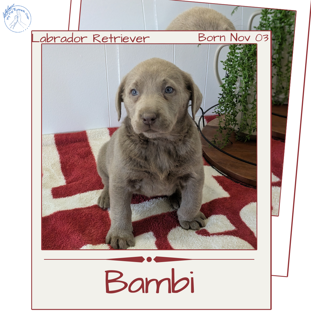 LABRADOR RETRIEVER (11/03) FEMALE