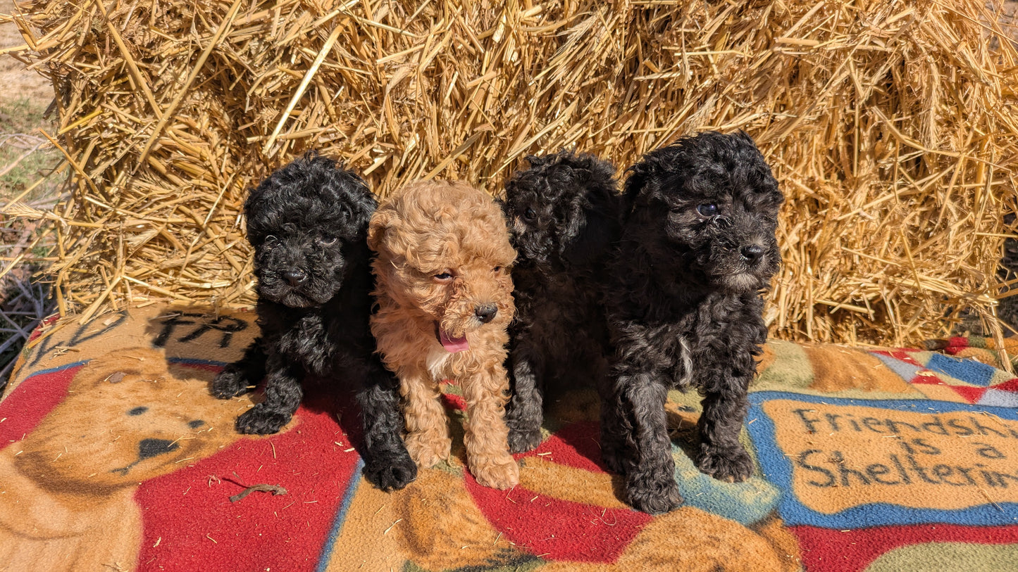 TOY POODLE (02/01) MALE