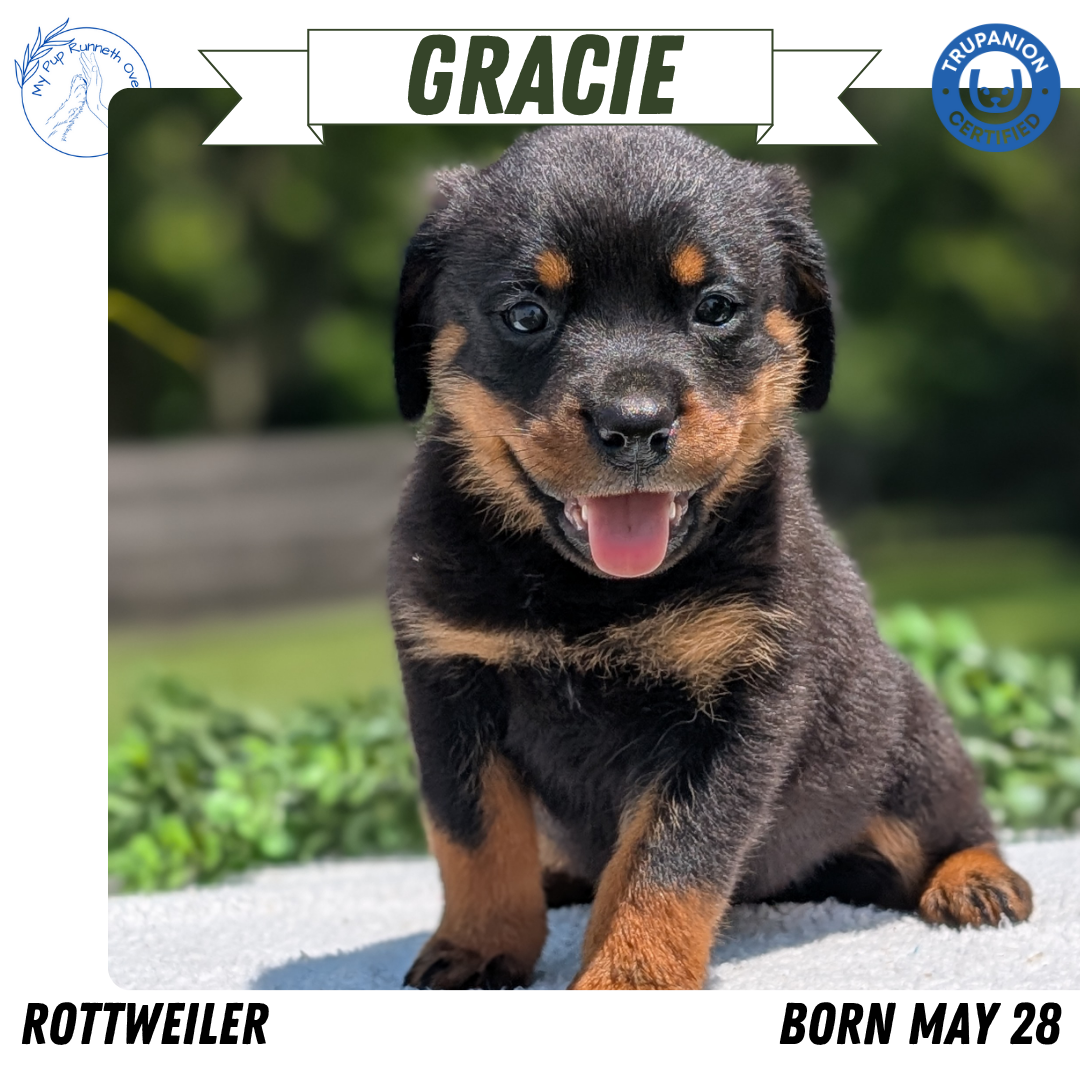 ROTTWEILER (05/28) FEMALE