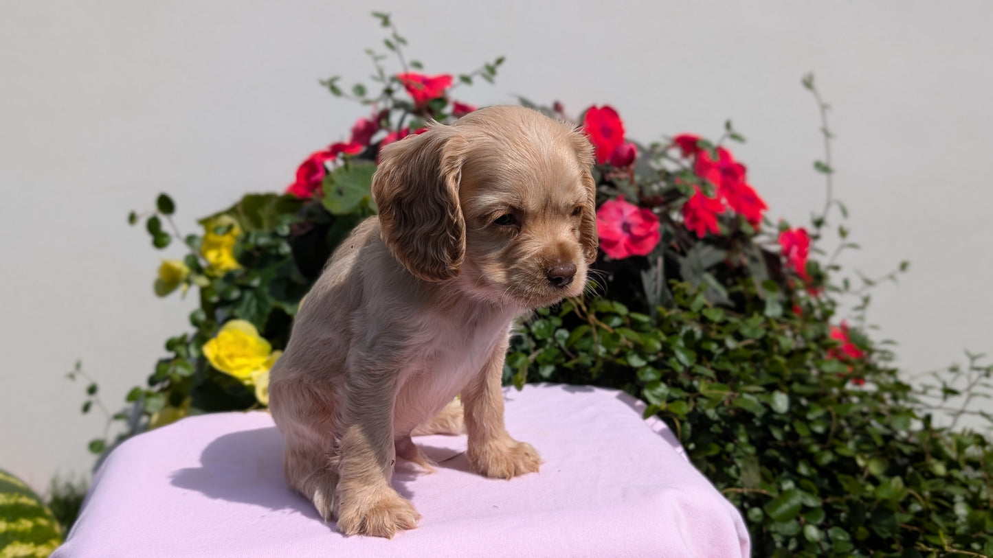 COCKER SPANIEL (07/16) MALE