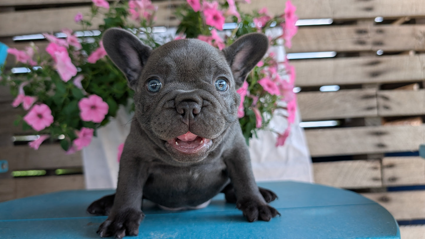 FRENCH BULLDOG (06/30) MALE