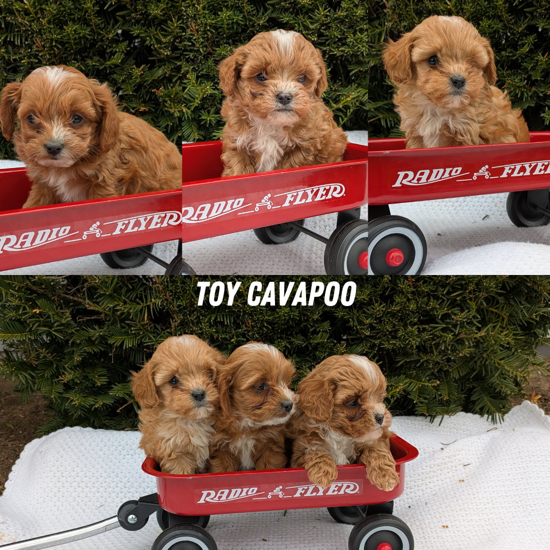 TOY CAVAPOO (02/26) MALE