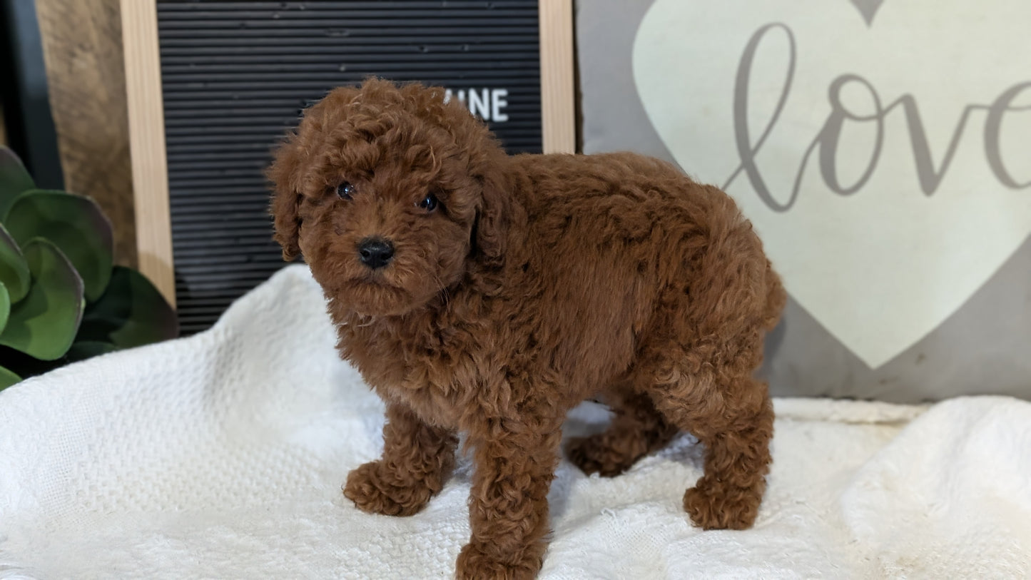TOY POODLE (12/20) FEMALE