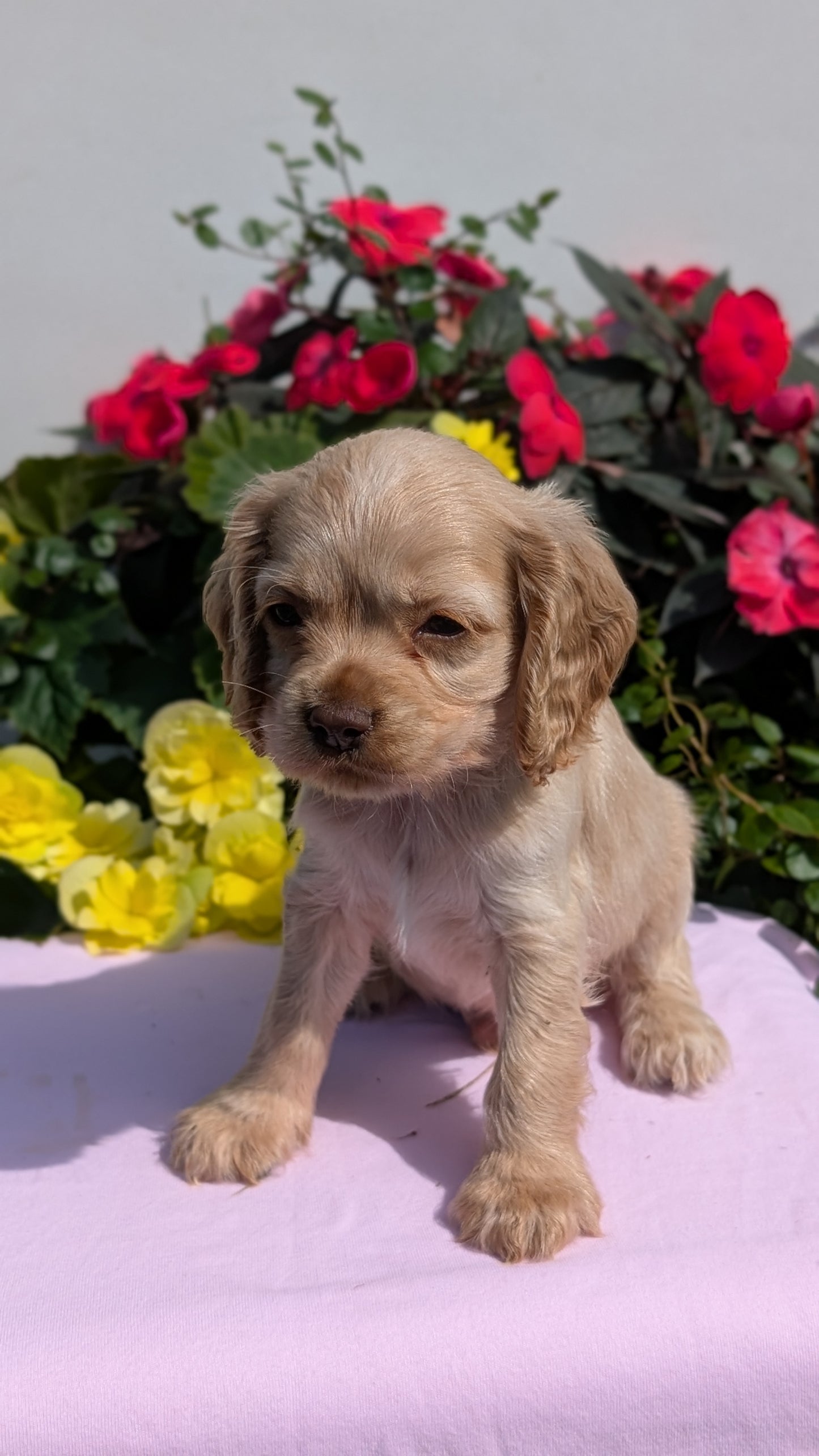 COCKER SPANIEL (07/16) MALE