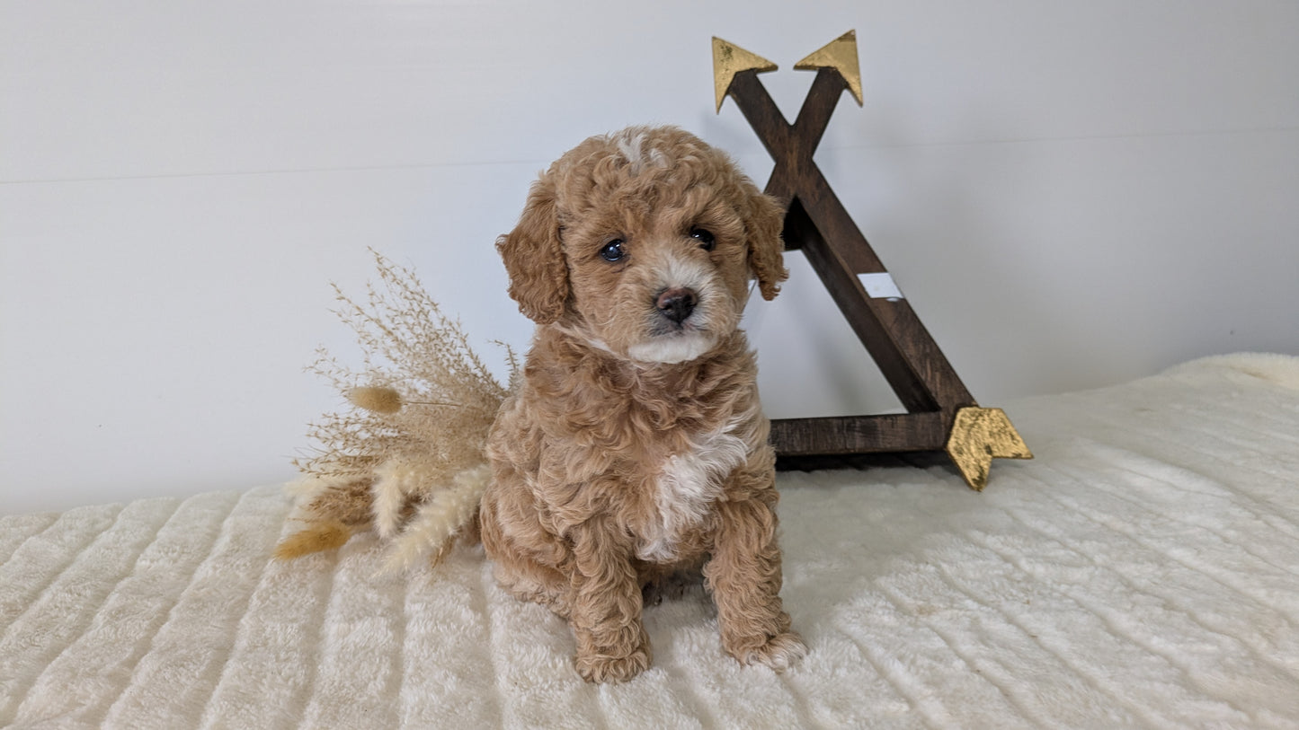 MINI GOLDENDOODLE (03/28) FEMALE
