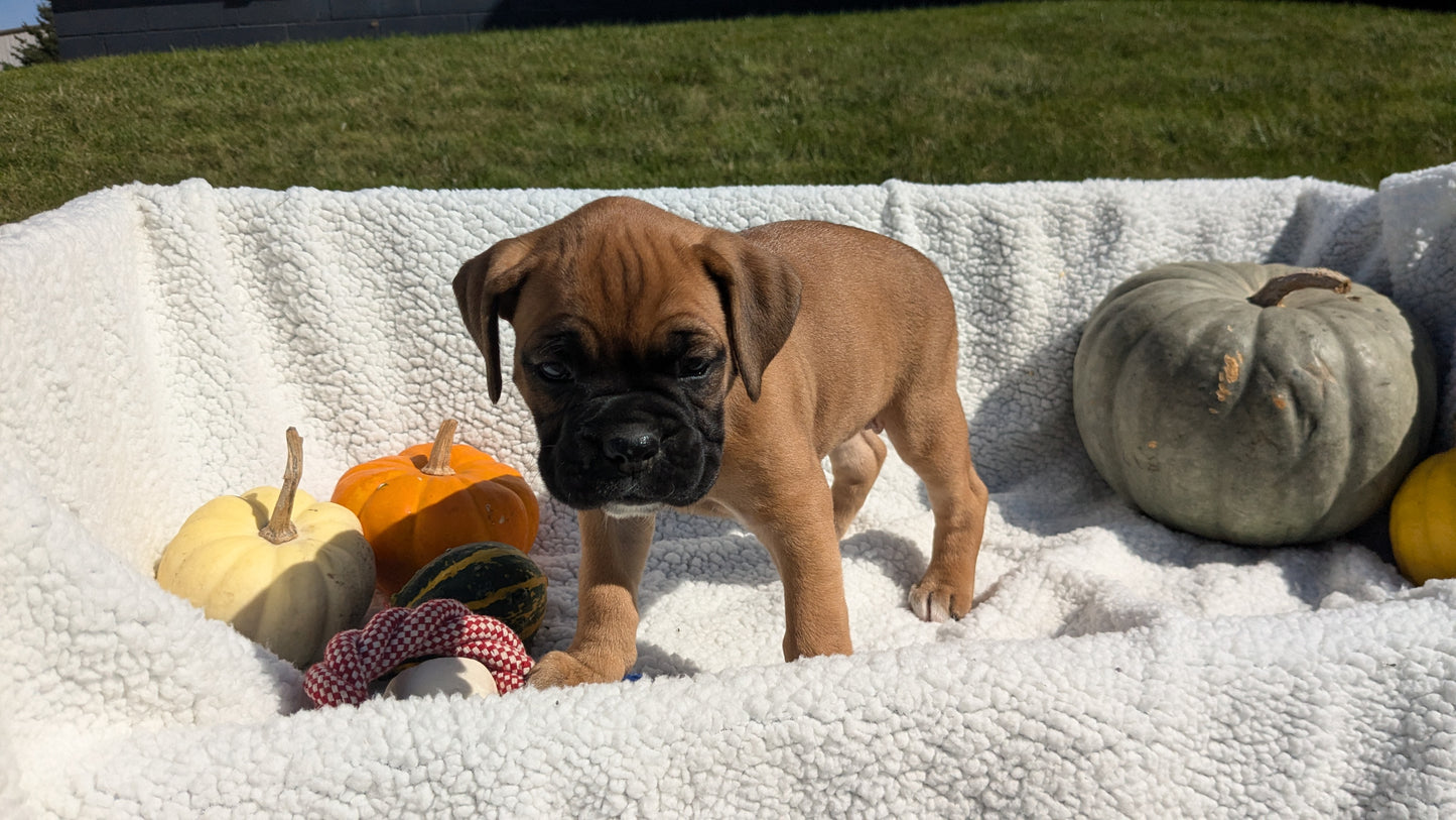 BOXER (08/27) FEMALE