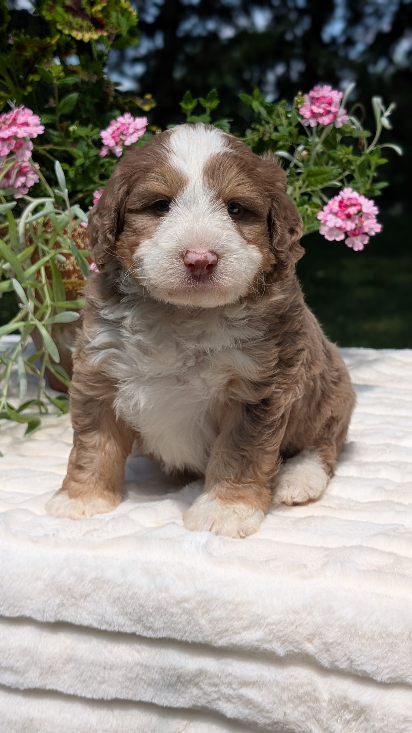 MINI BERNEDOODLE (06/11) MALE