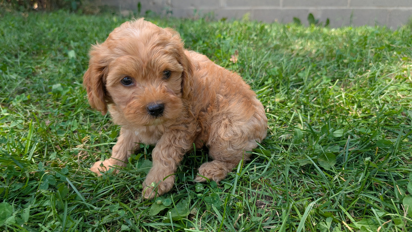 CAVAPOO (05/23) MALE