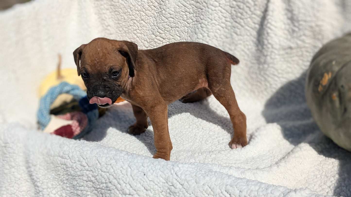 BOXER (08/27) FEMALE
