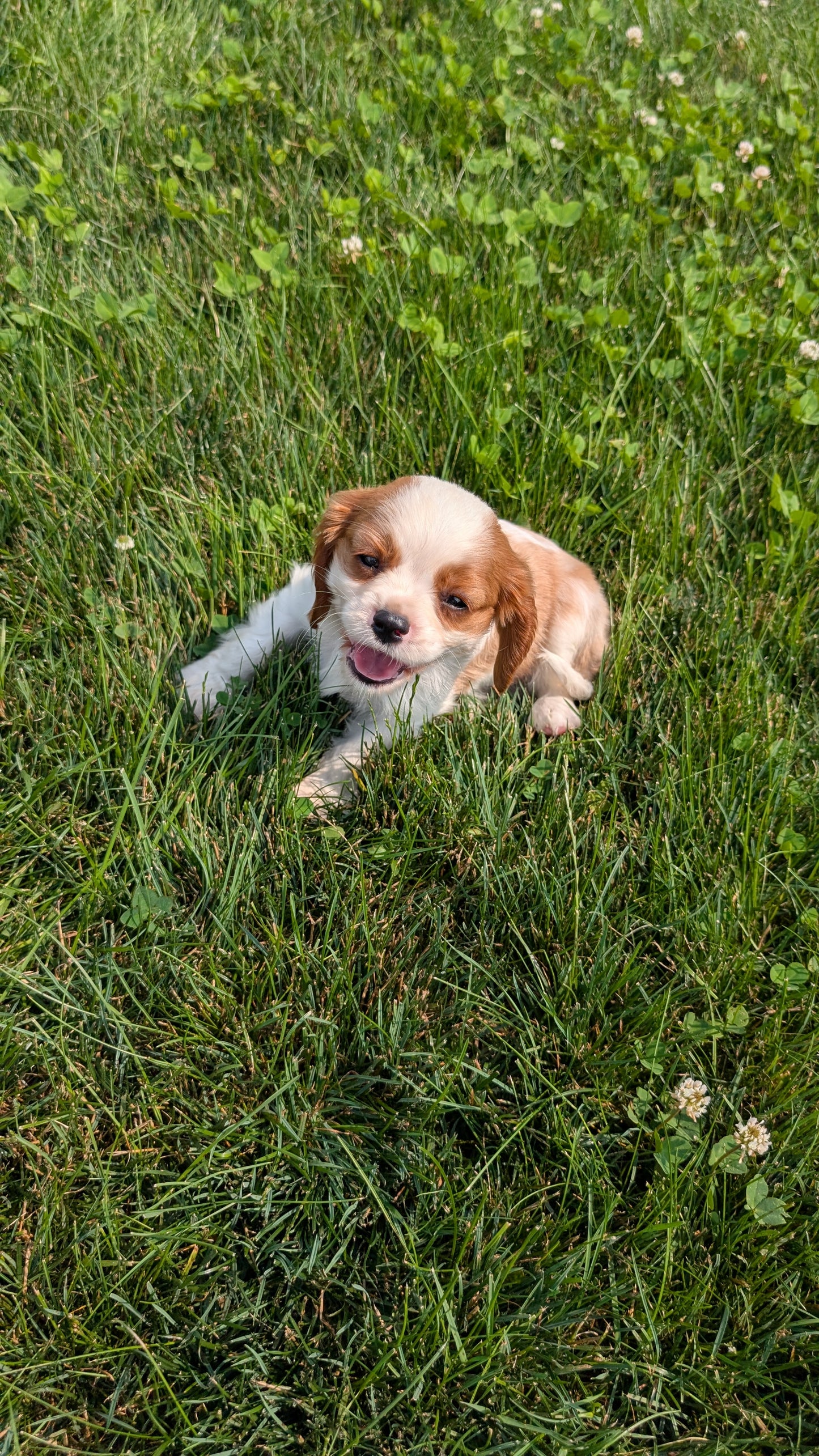 CAVALIER (05/19) MALE
